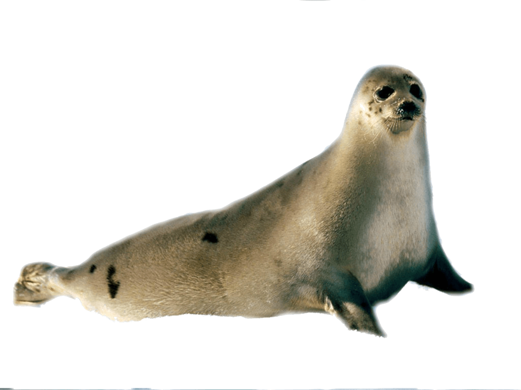 Seal image