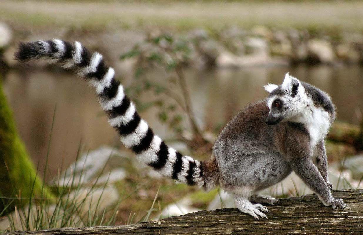 Awesome Tailed Lemurs HD Wallpapers