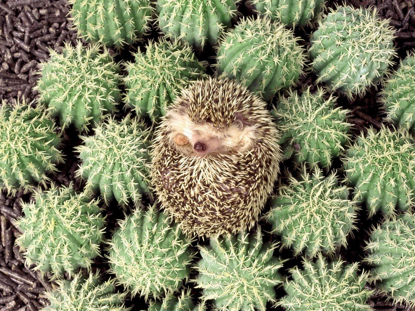 Porcupine on green cacti HD wallpapers