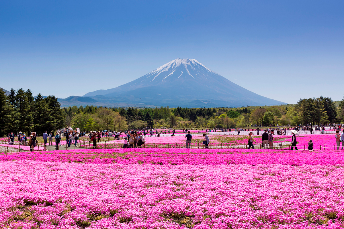 The Stunning Fields of Pink Moss