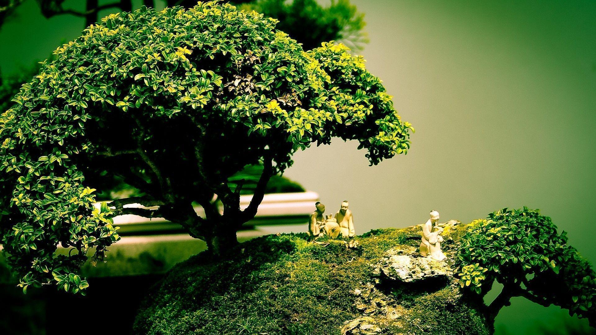 Beautiful Bonsai Tree HD Wallpapers