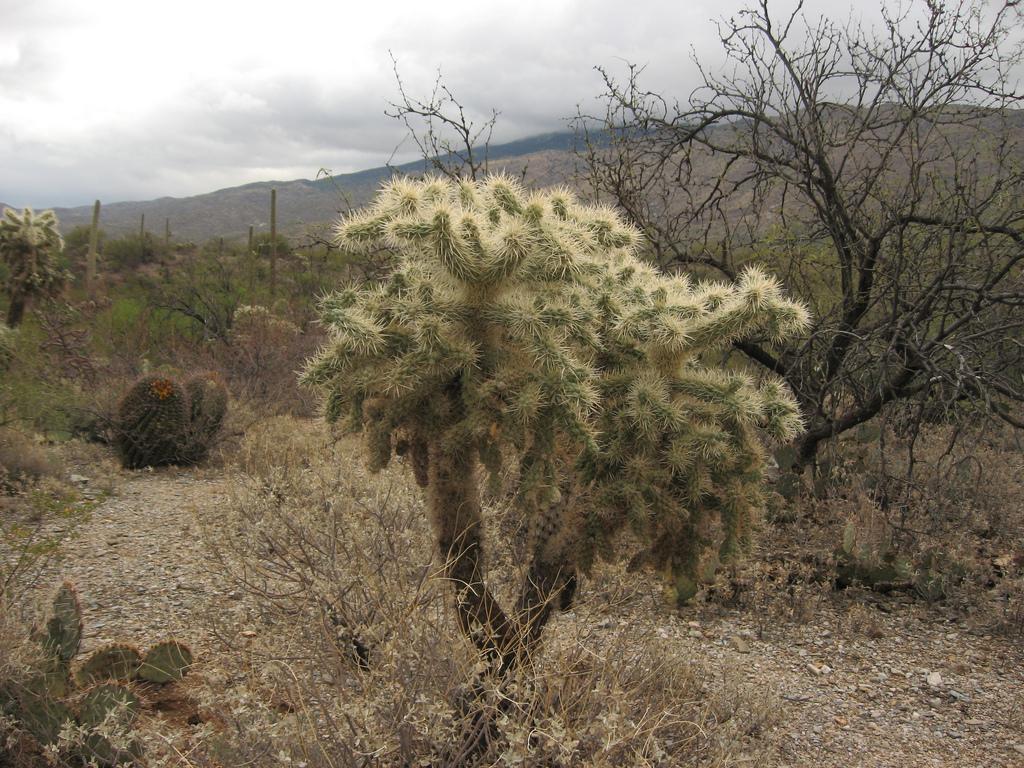 Saguaro National Park, Tucson