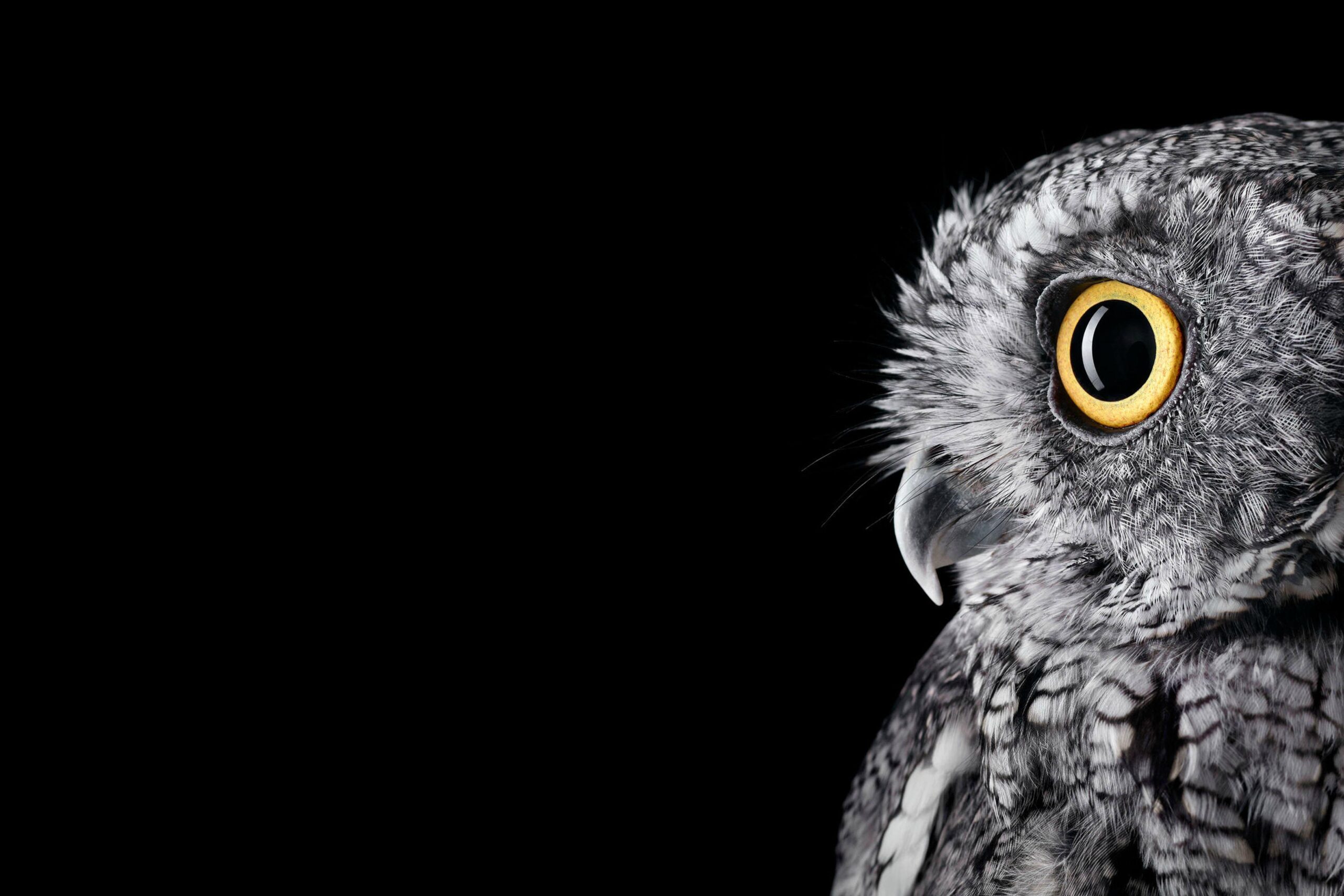 Wallpapers Owl, HD, 4K, Animals,