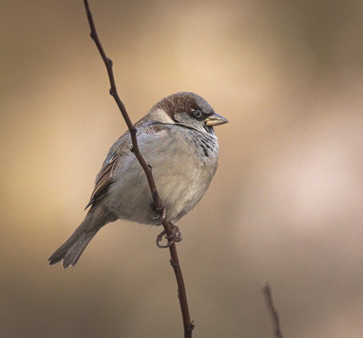 Closeup photo of House Sparrow HD wallpapers