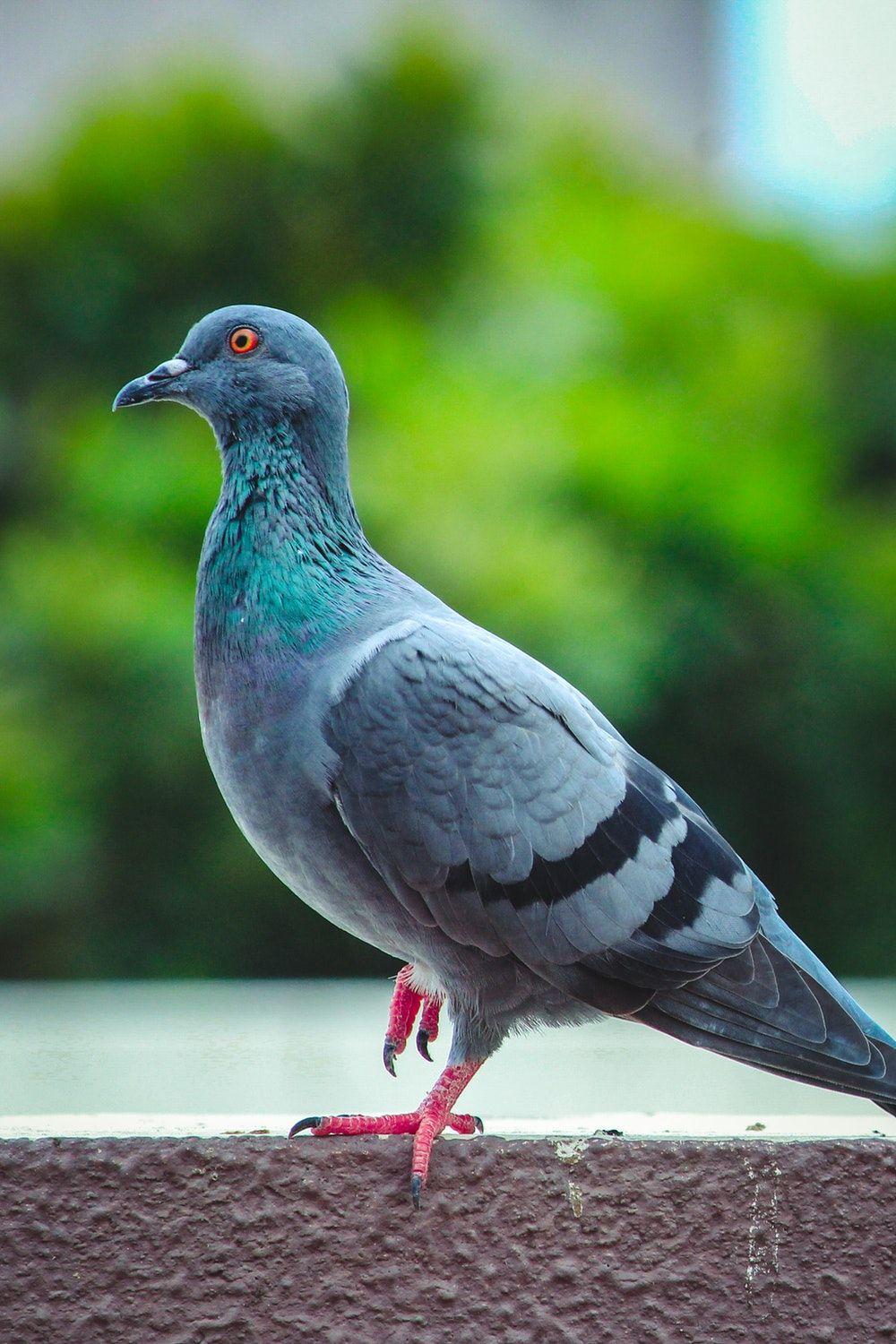 500+ Pigeon Pictures