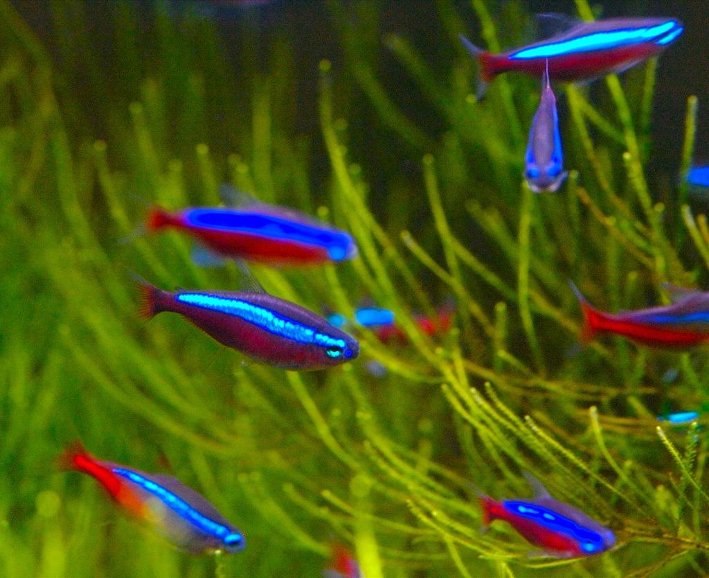 Neon Tetra Fish Facts, Care, Disease, Breeding, Tank Mates