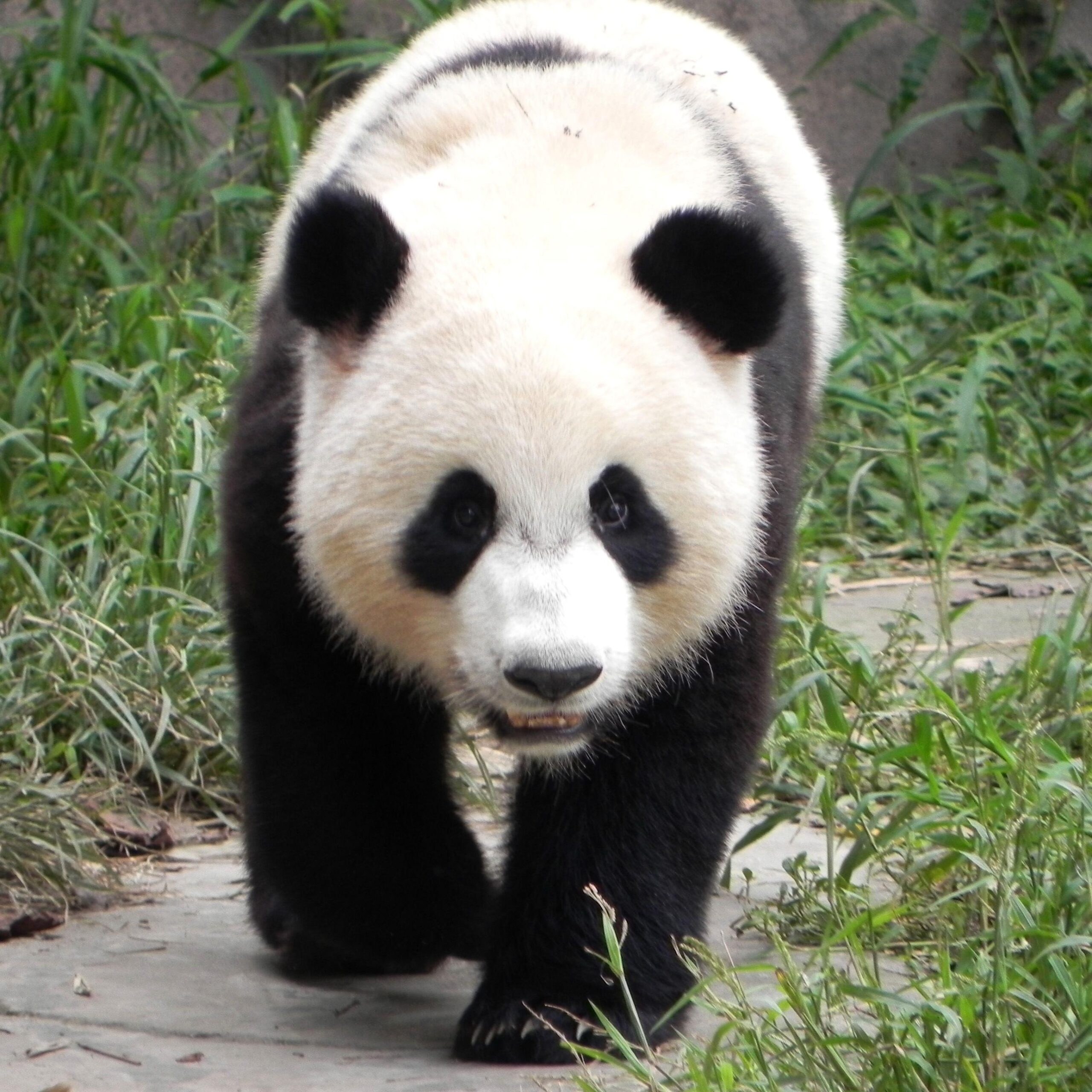 Top HD Giant Panda Wallpapers