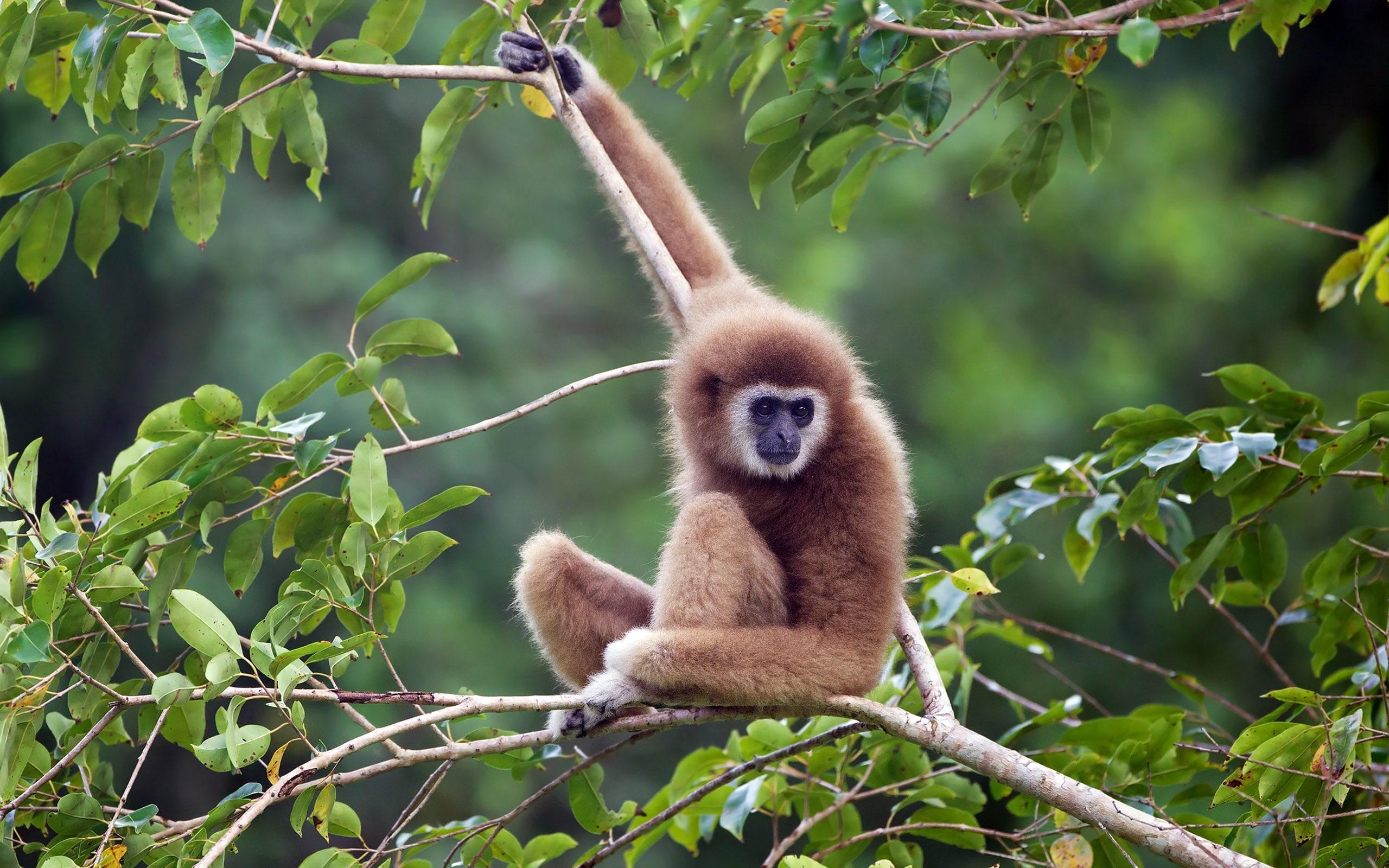 Best 55+ Gibbon Wallpapers on HipWallpapers