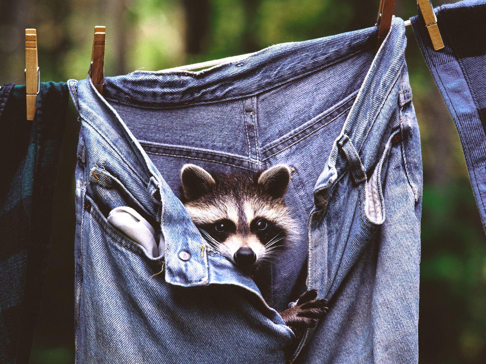 jeans, animals, raccoons :: Wallpapers