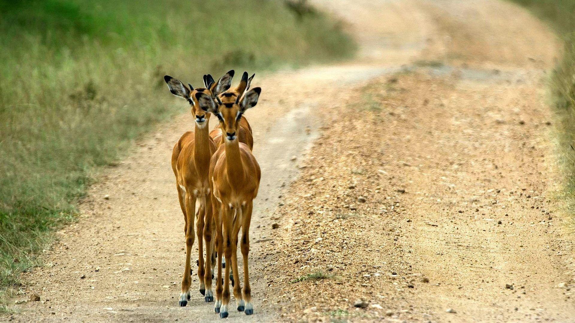 Animals: Impala Animals Uganda Roads Wallpapers Animal Hd for HD