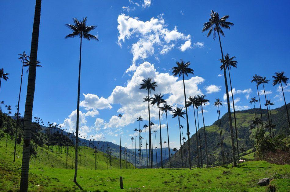 Free Wallpaper: Wax Palms in Valle del Cocora