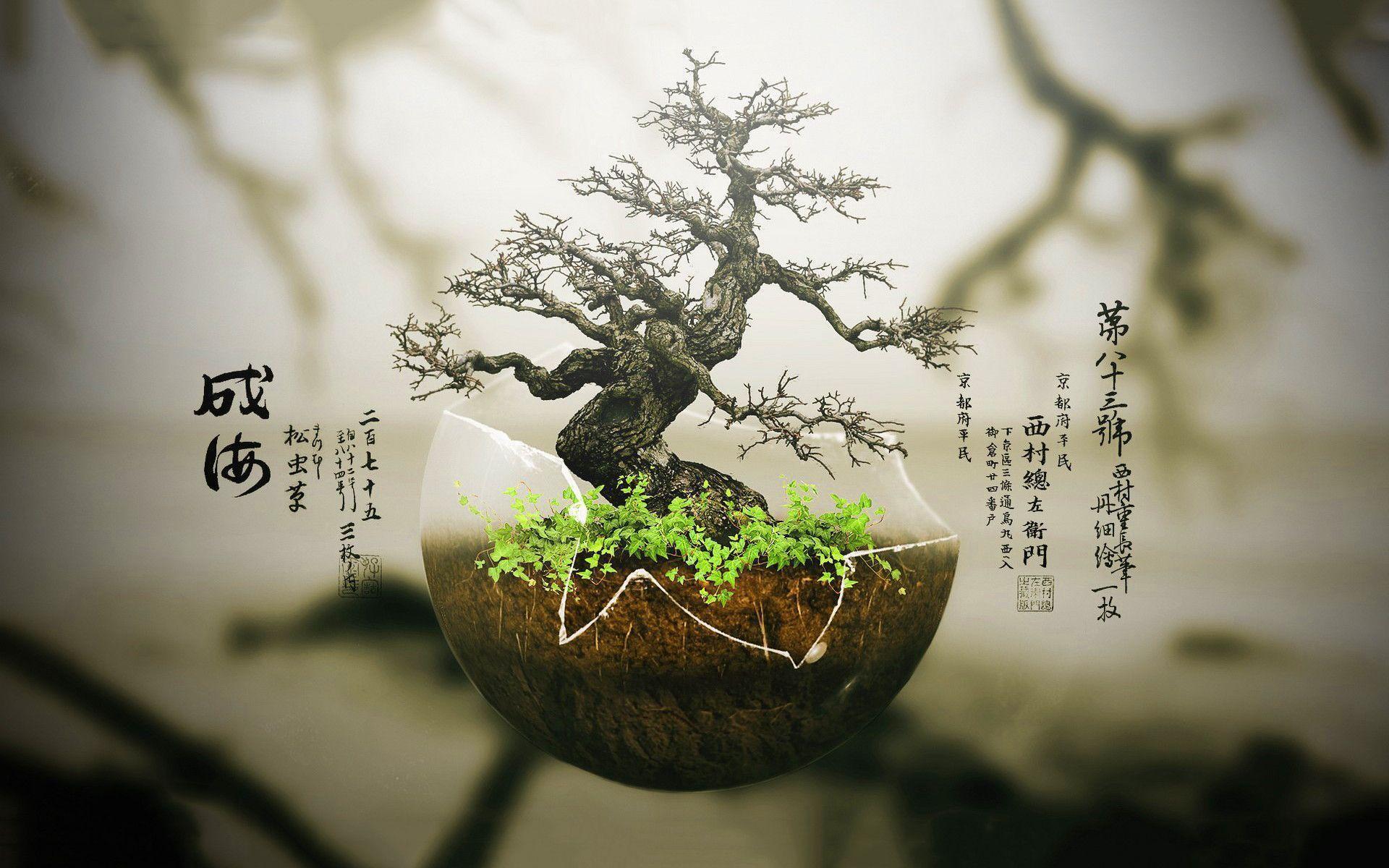 Bonsai tree Wallpapers