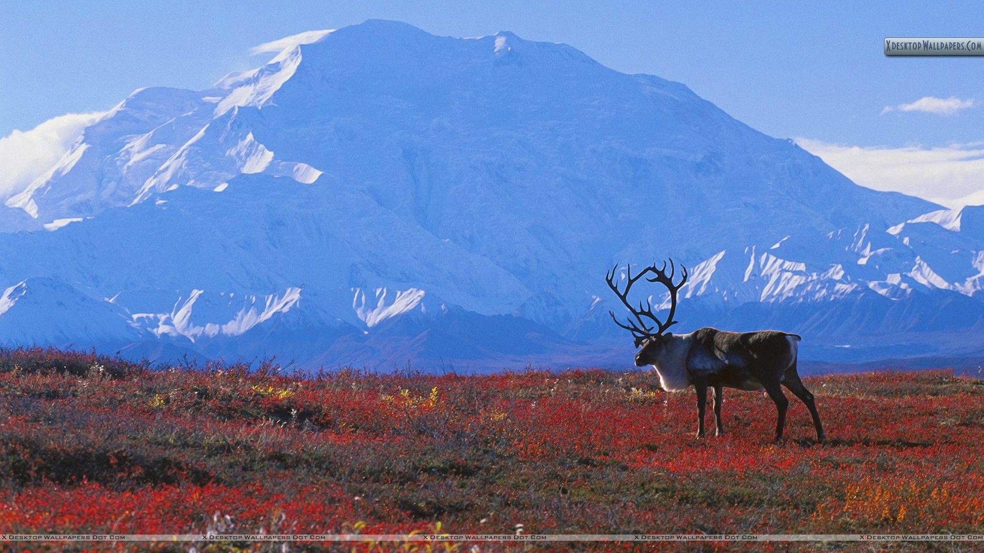 Caribou