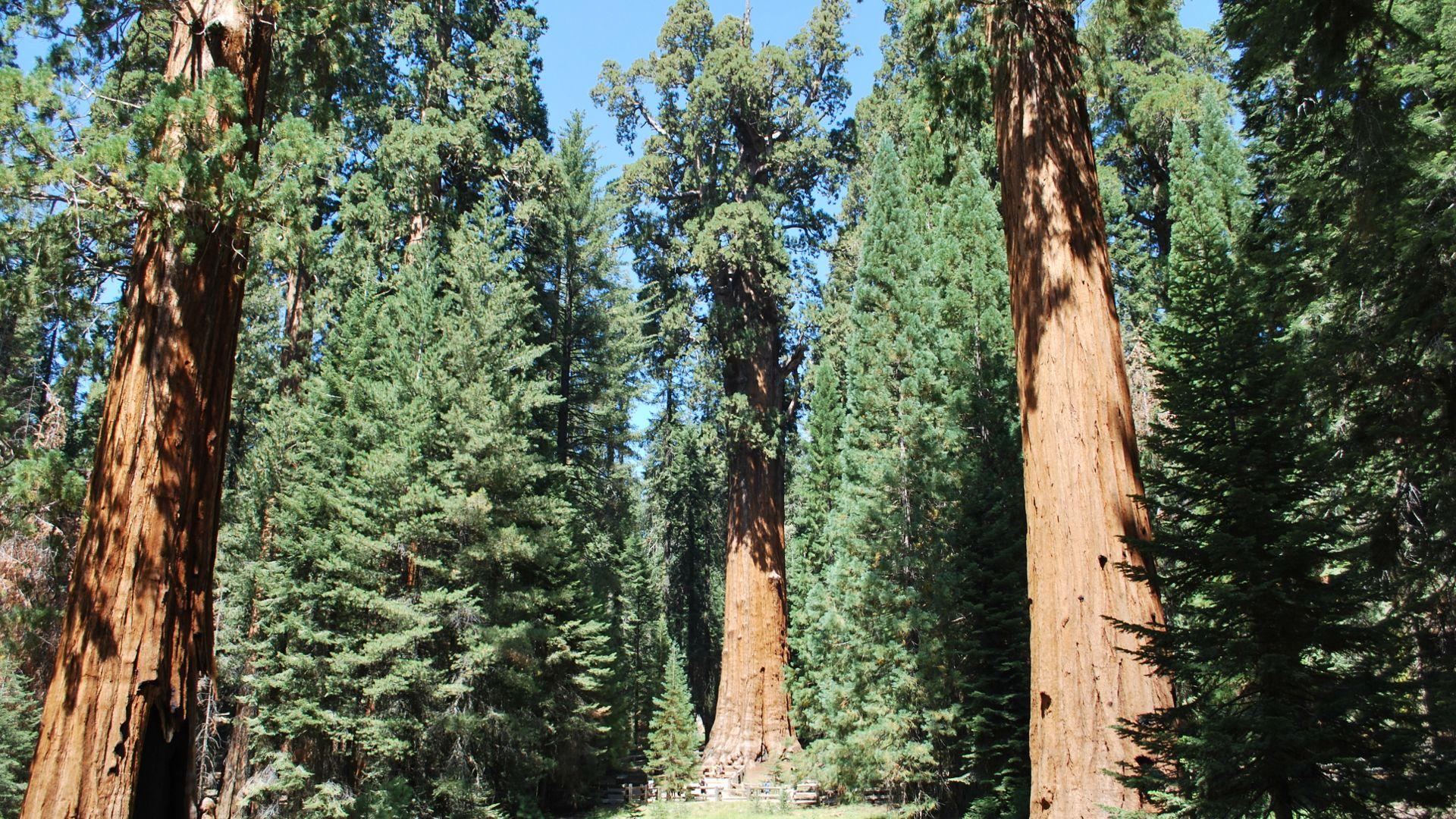 Sequoia National Park Wallpapers High Quality