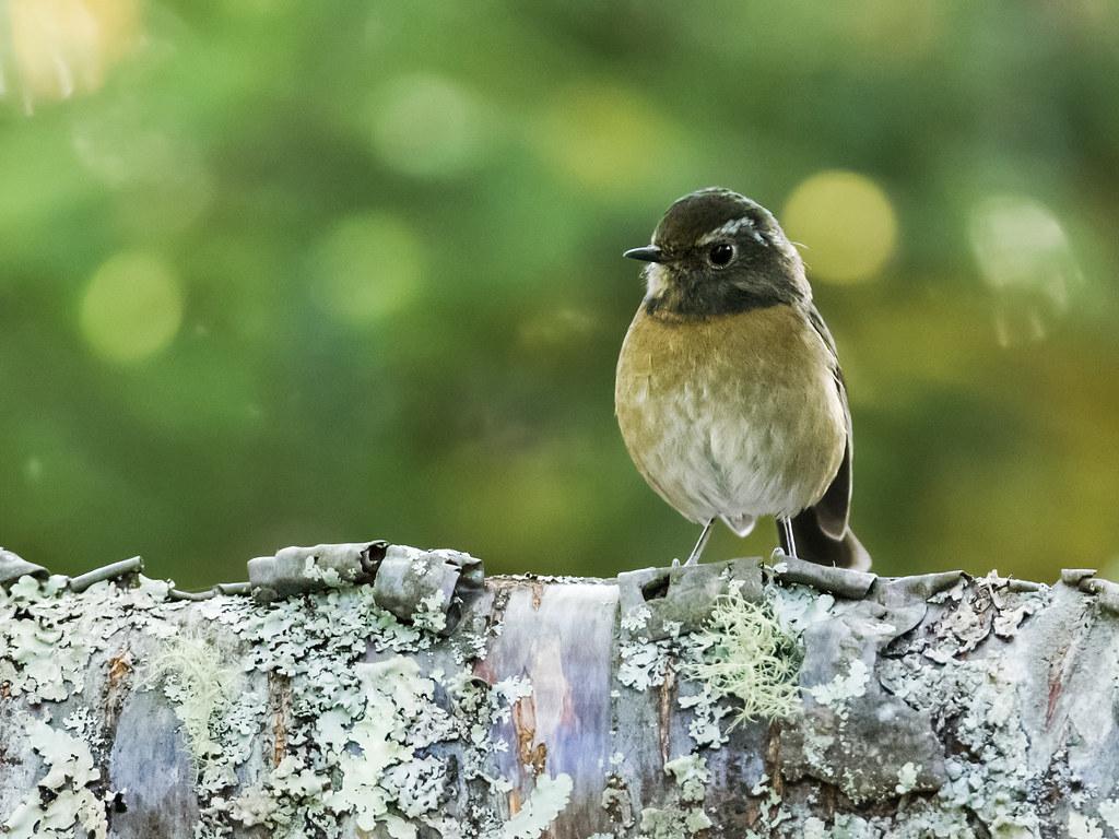 Collared Bush