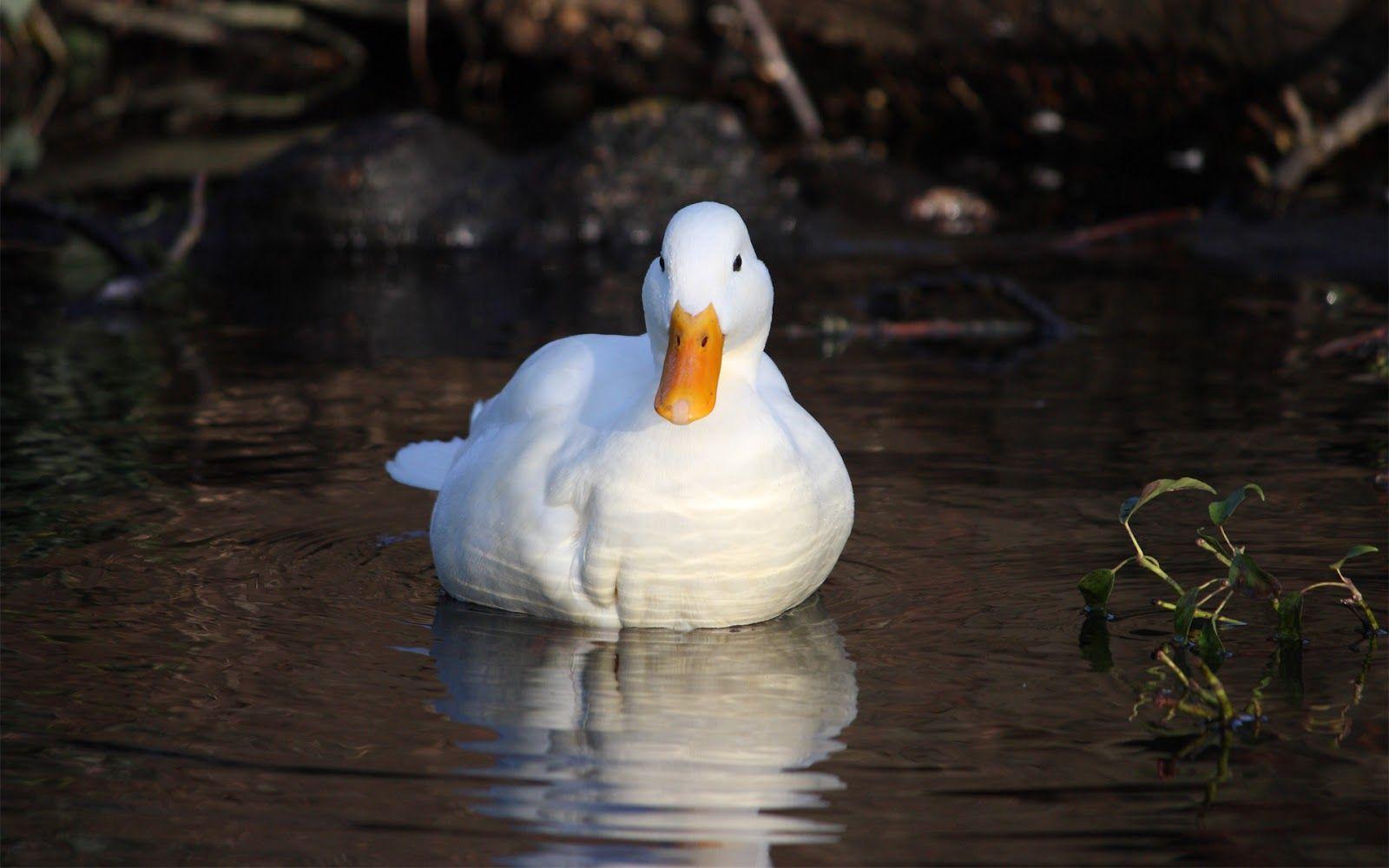 Duck Bird Latest image