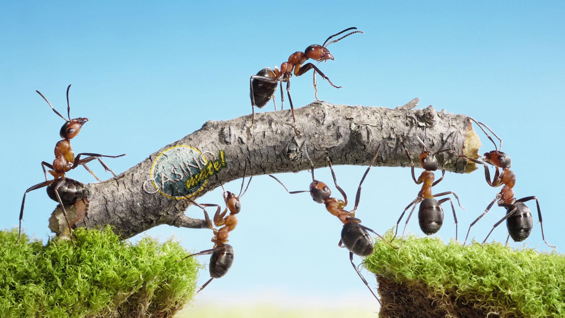 Hard Working Ants HD Wallpapers