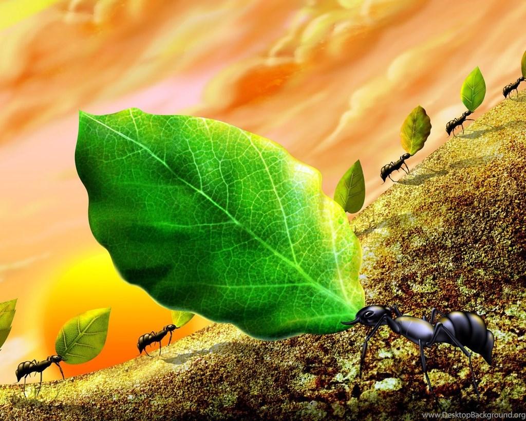 Ant Wallpapers Tag Desktop Backgrounds