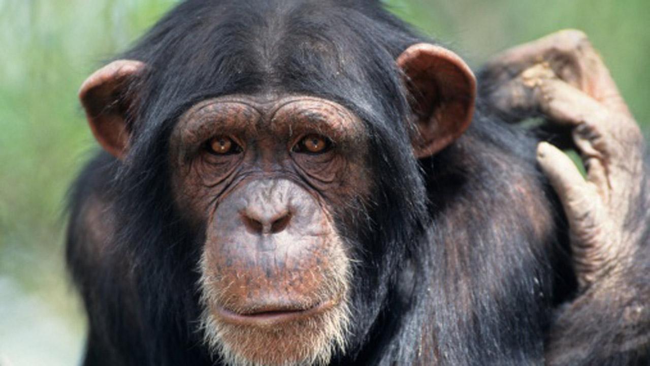 Download】99 Chimpanzee 4K High Quality Pictures & Wallpapers 2018