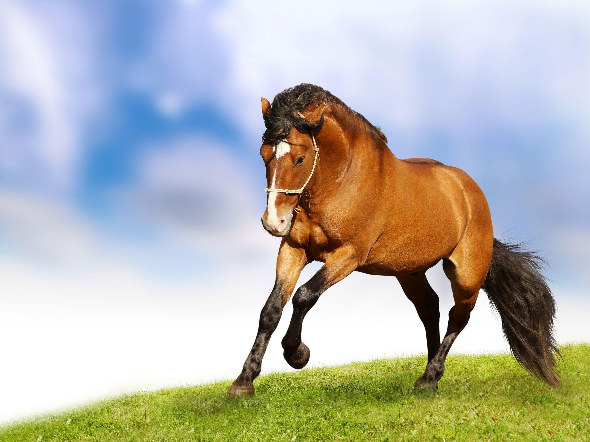 Horse Wallpapers for Home