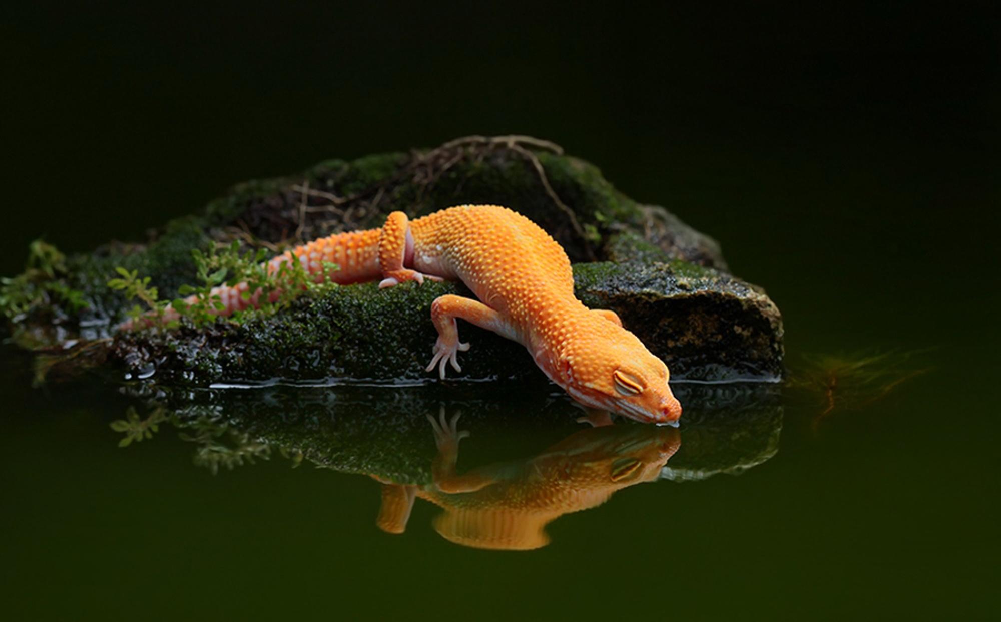 lizard, Water, Reflection, Water, Gecko Wallpapers HD / Desktop and