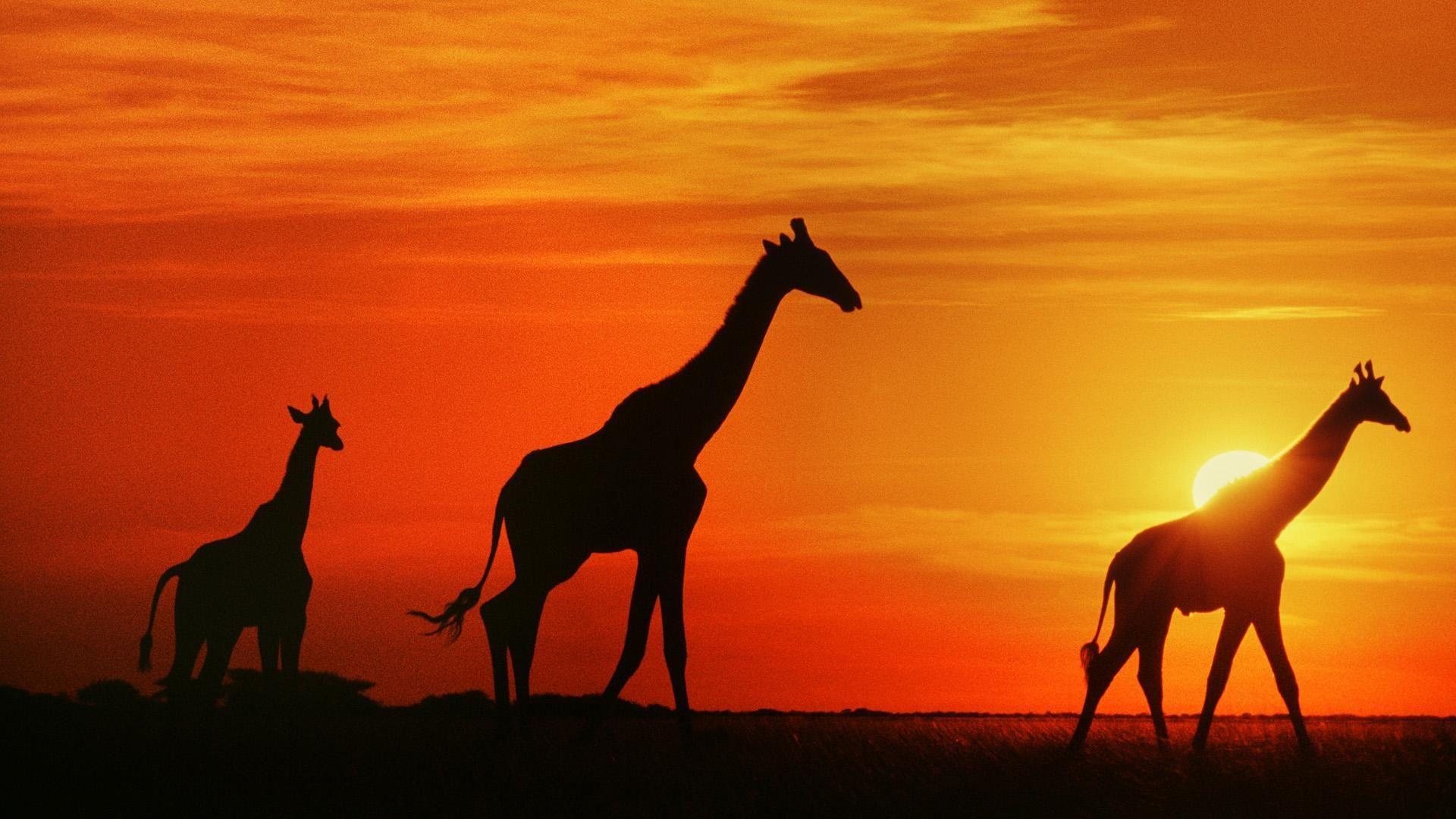 wallpapers Giraffes At Sunset, Botswana HD : Widescreen : High