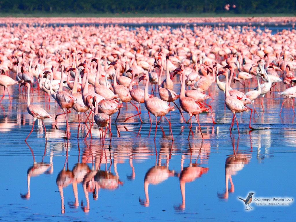 Lake Nakuru’s Lesser Flamingo Spectacle