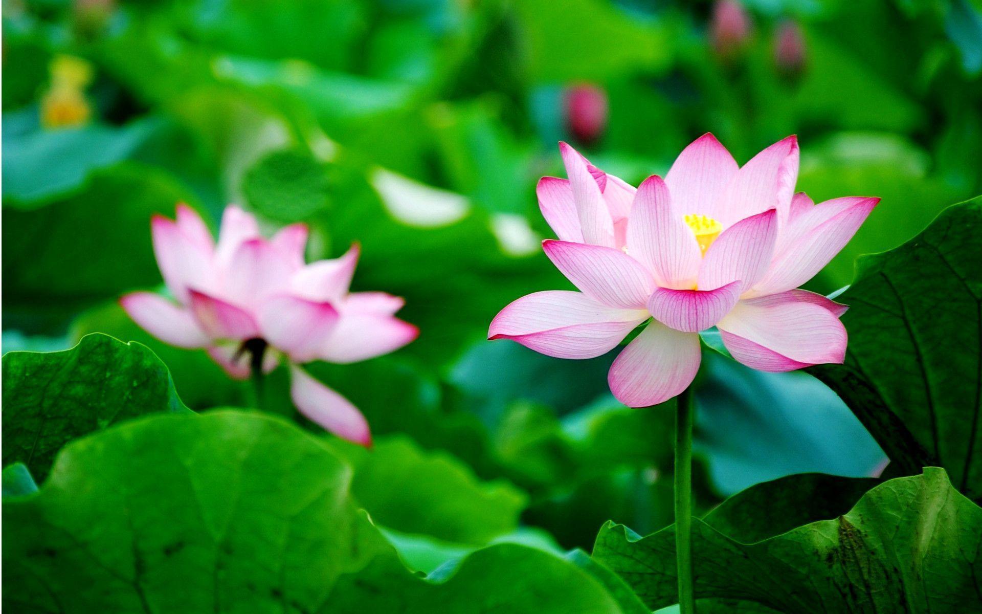 Lotus lotus flower wallpapers for desktop – Fine hd wallpapers