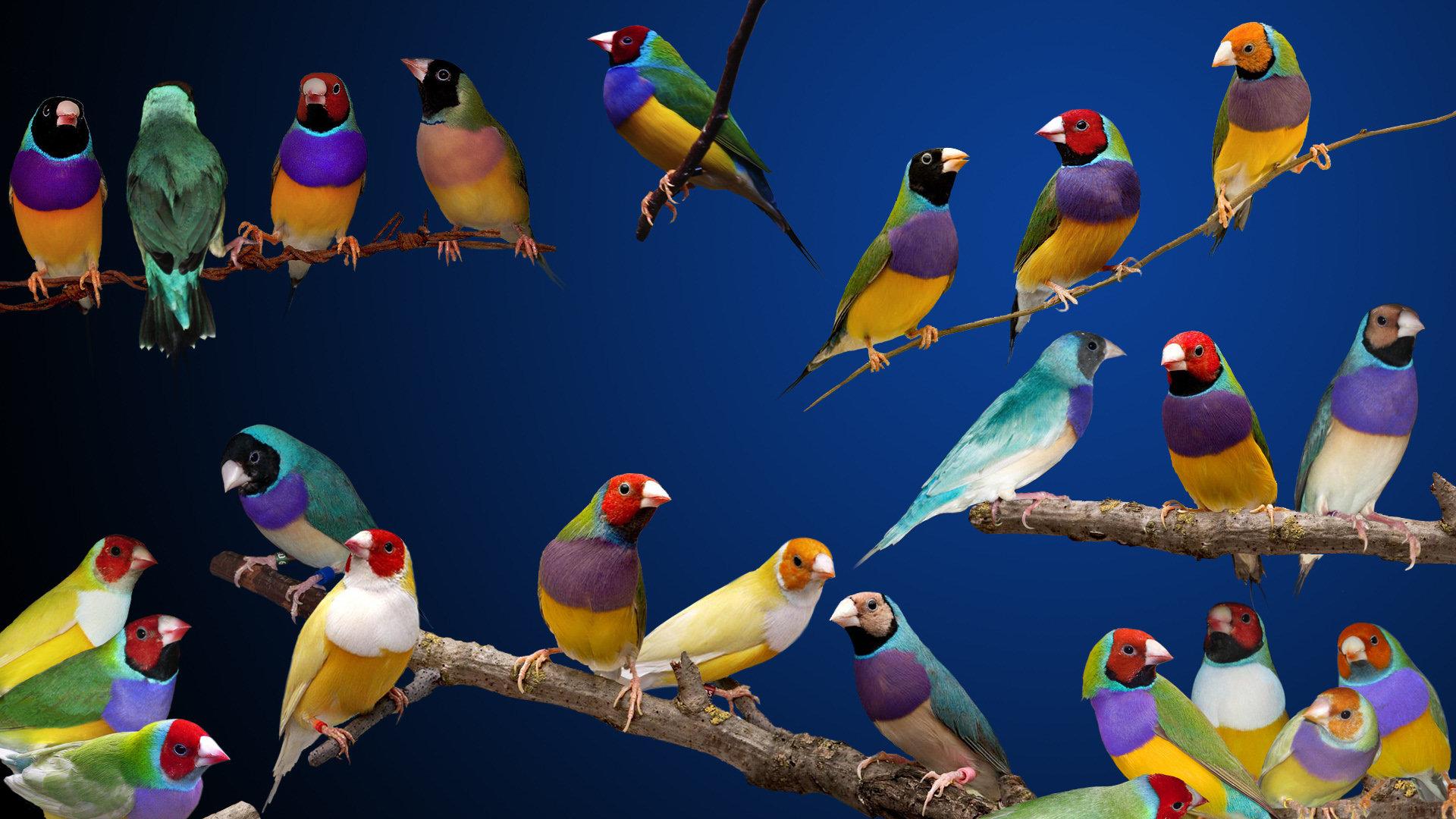 gouldian finches HD Wallpapers