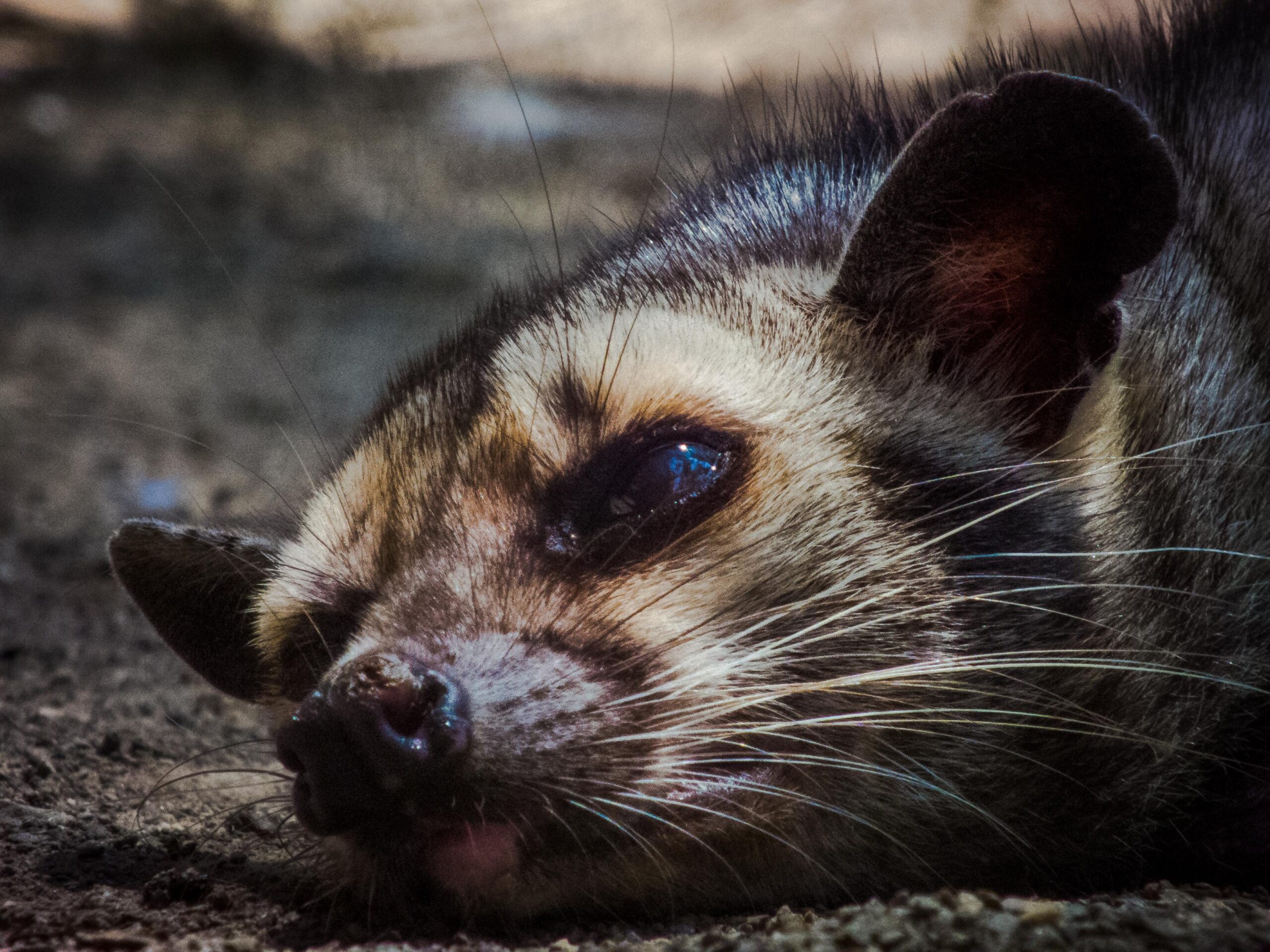 File:Himalayan Palm Civets