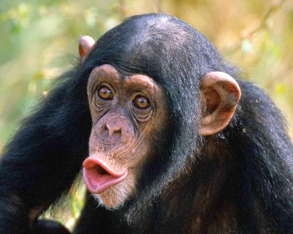 Animals World: wallpapers of animal chimpanzee face gallery