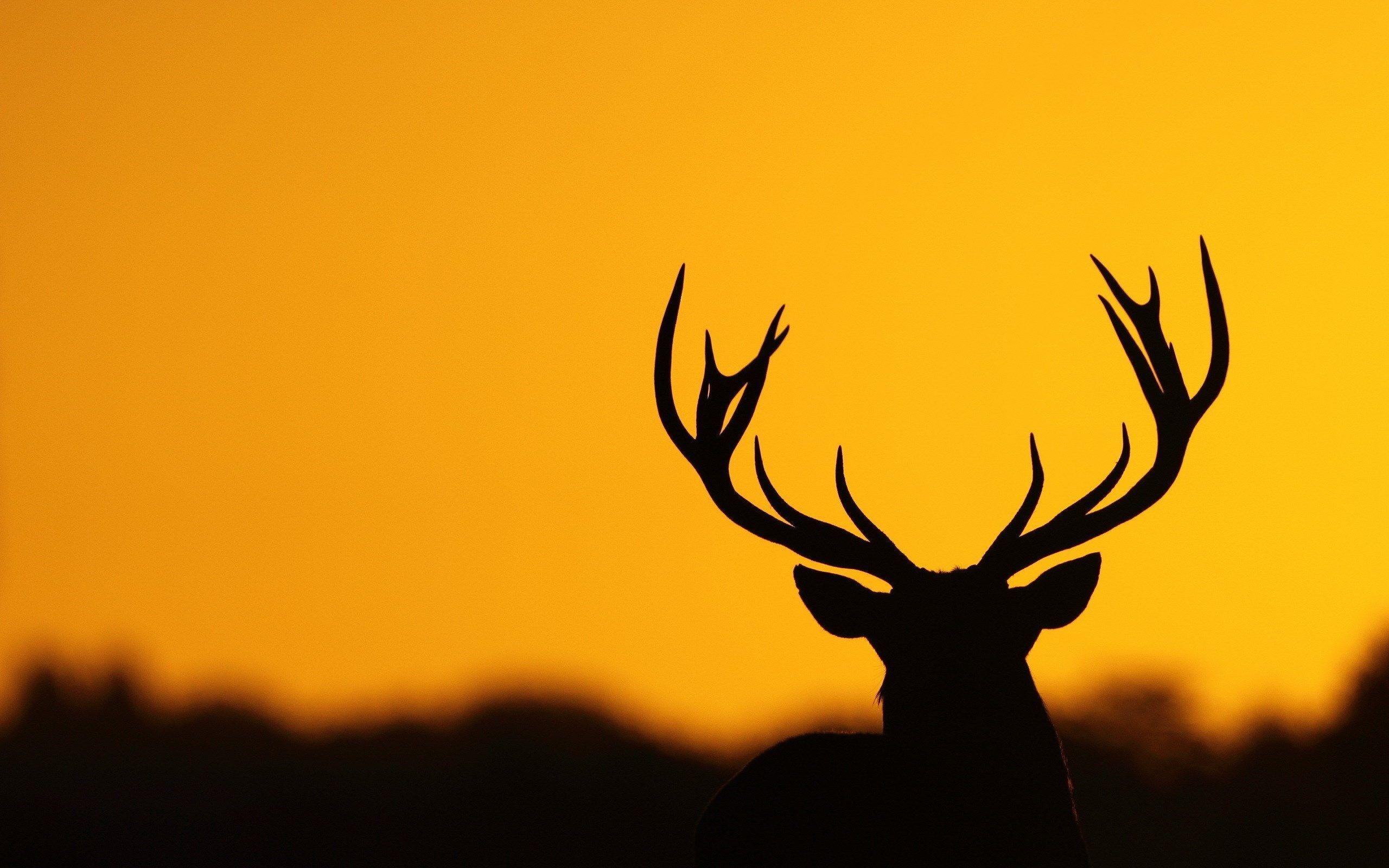 Wallpaper’s Collection: «Deer Wallpapers»