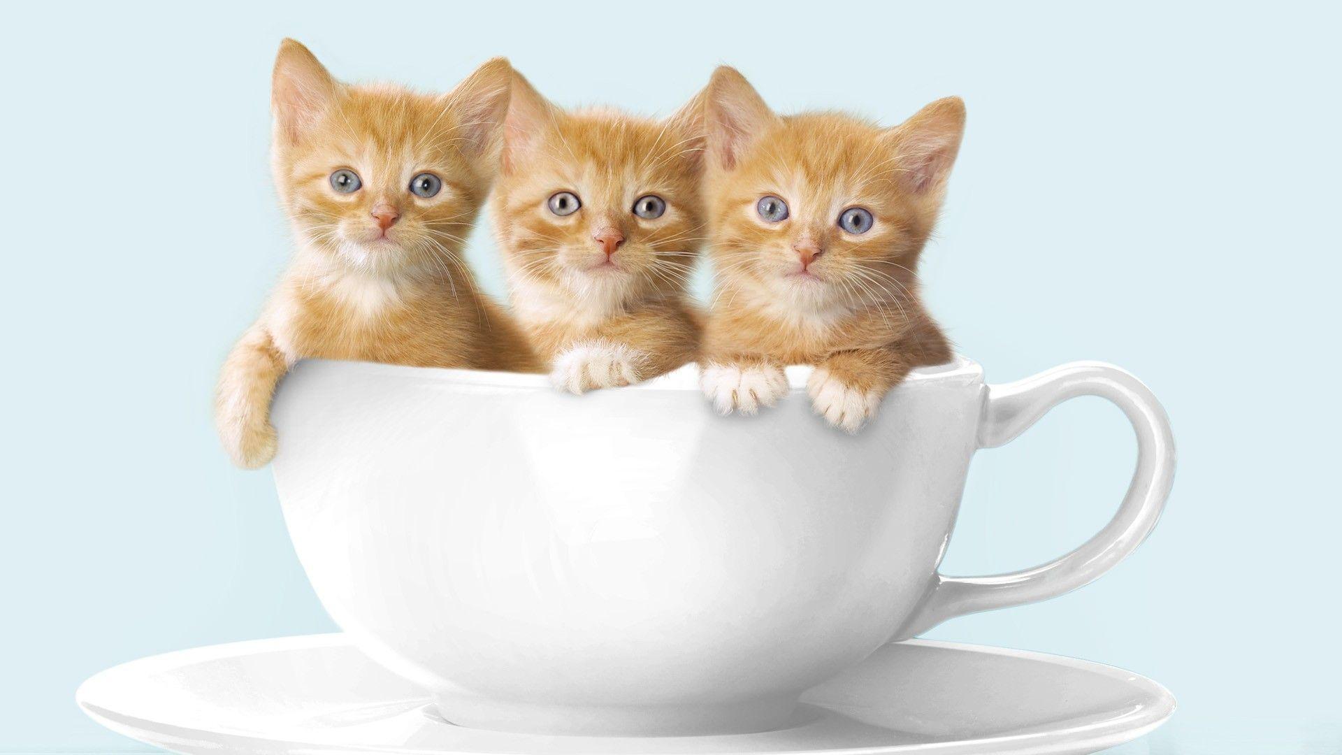 Kittens Wallpapers