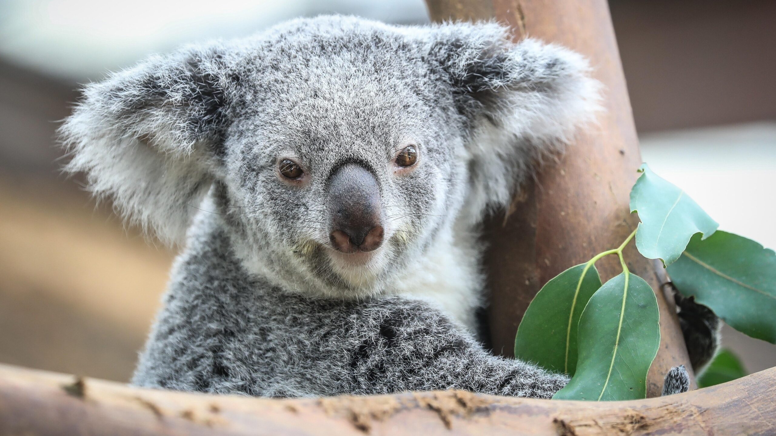 Koala, Hd Wallpapers & backgrounds Download