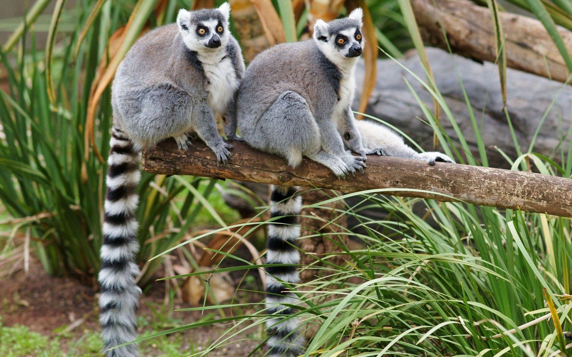 Animals Lemurs Wallpapers Hd : Wallpapers13