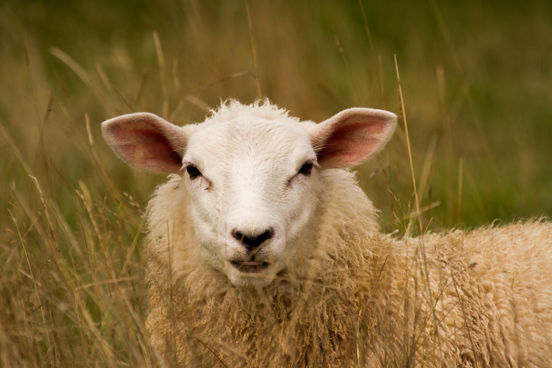 20+ Sheep Image New HD Pictures Collections Downloads