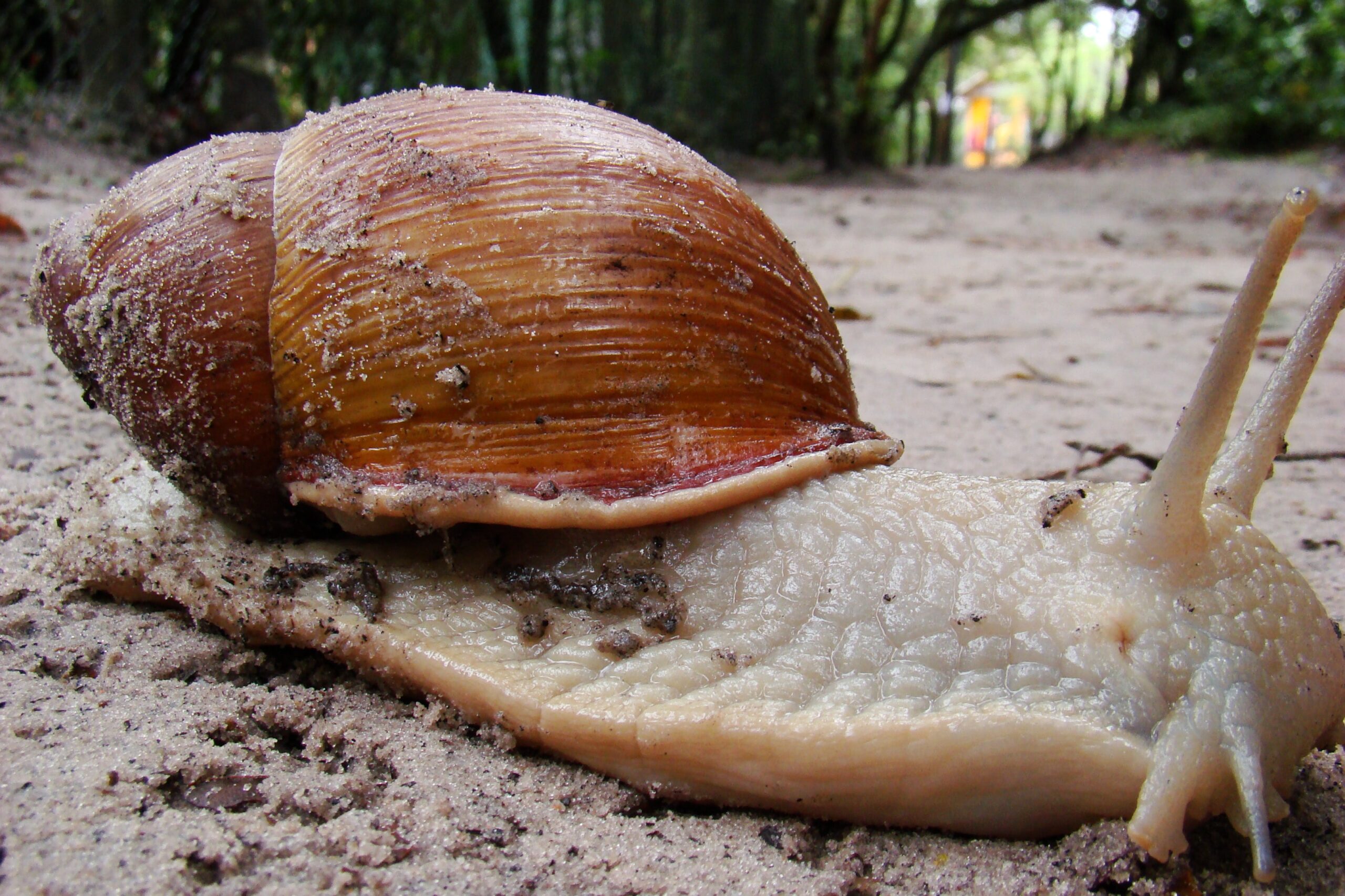 Free stock photo of garden snail, gigant, snail