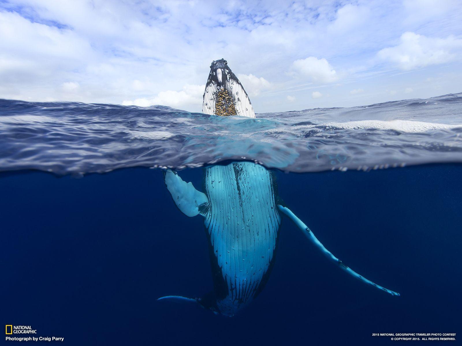 Humpback Whale, Tonga