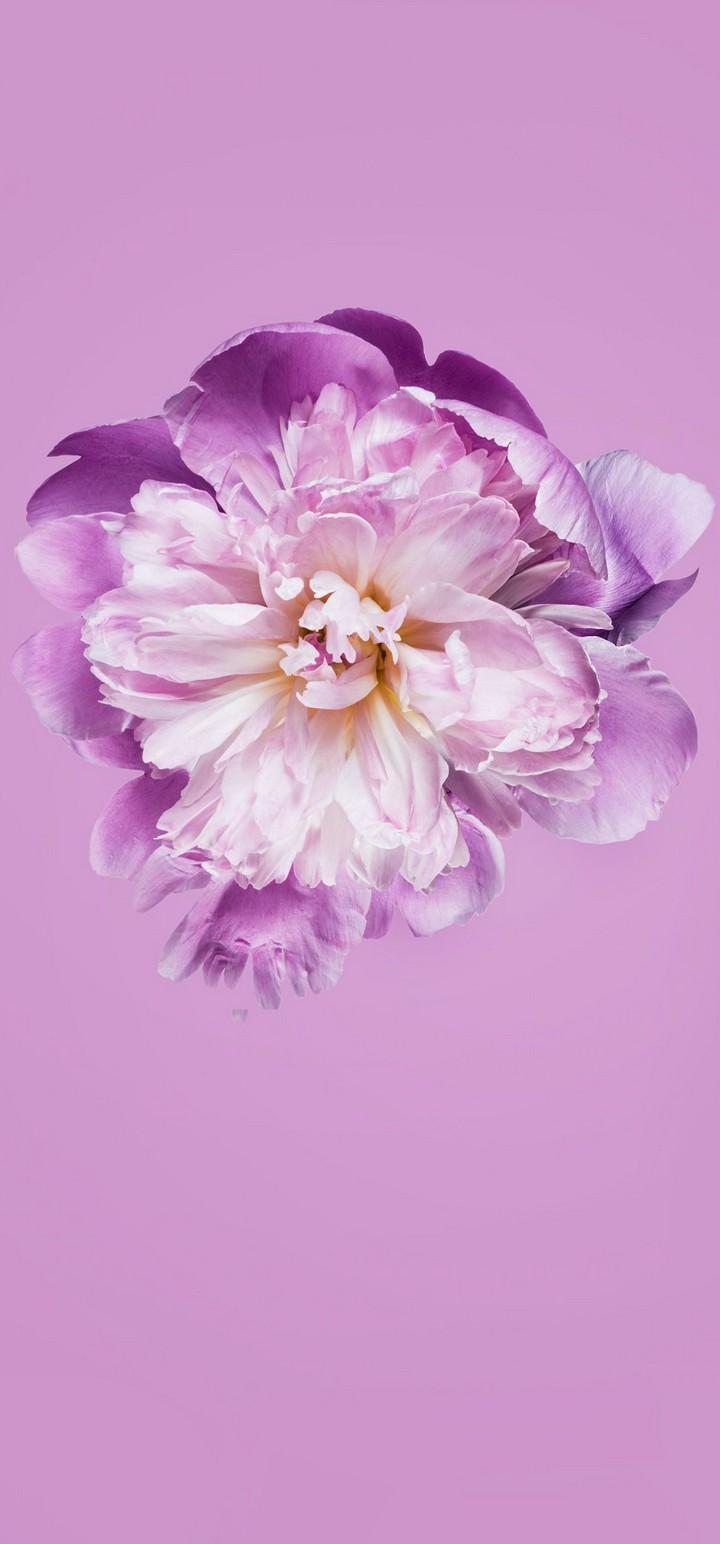 Pink Petals Flower Wallpapers