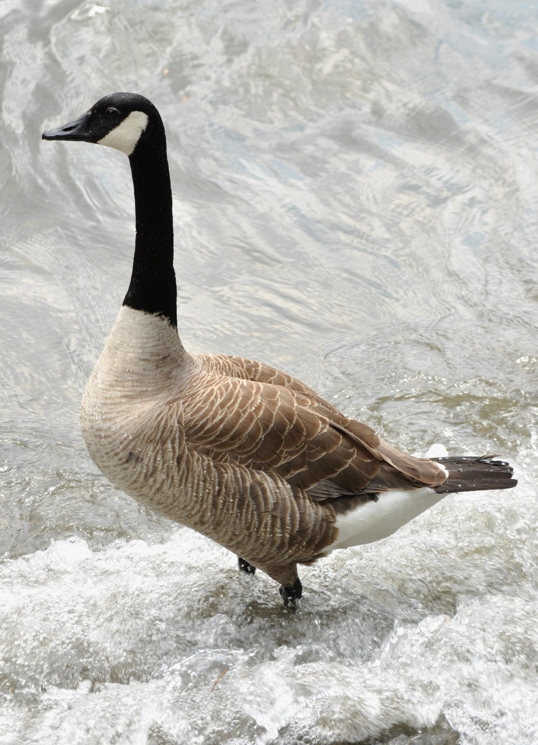 Goose Wallpapers HD Download