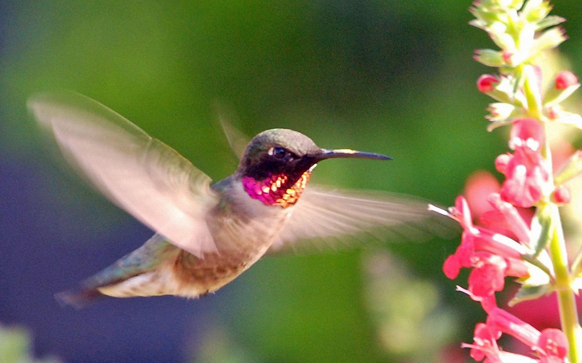 Hummingbird Wallpapers