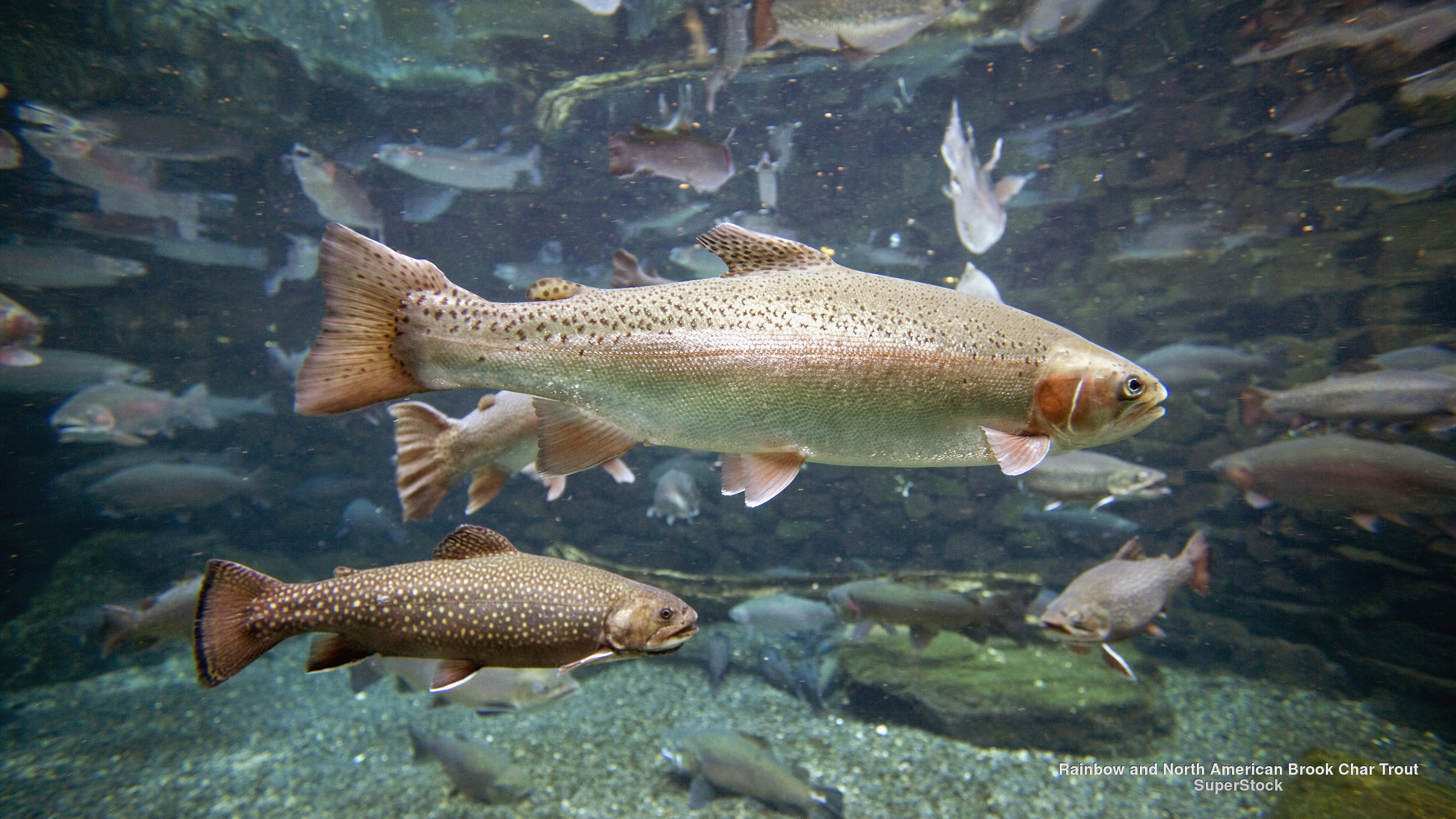 50+ Rainbow Trout Wallpapers