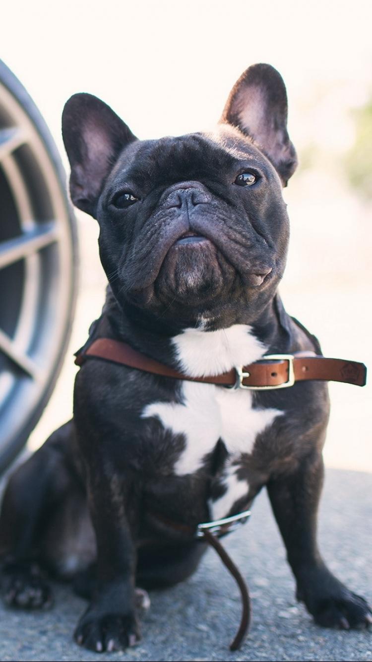 Awesome French Bulldogs Wallpapers in HD Quality