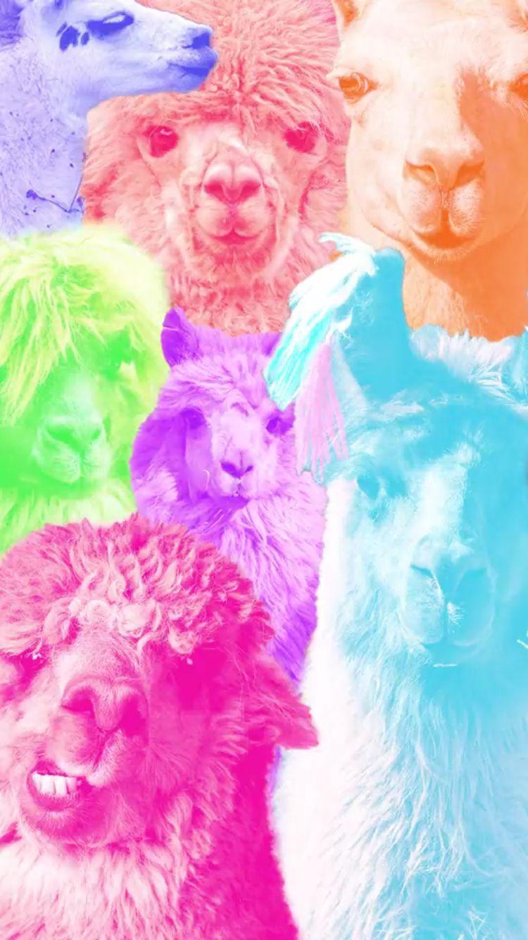 Llama backgrounds