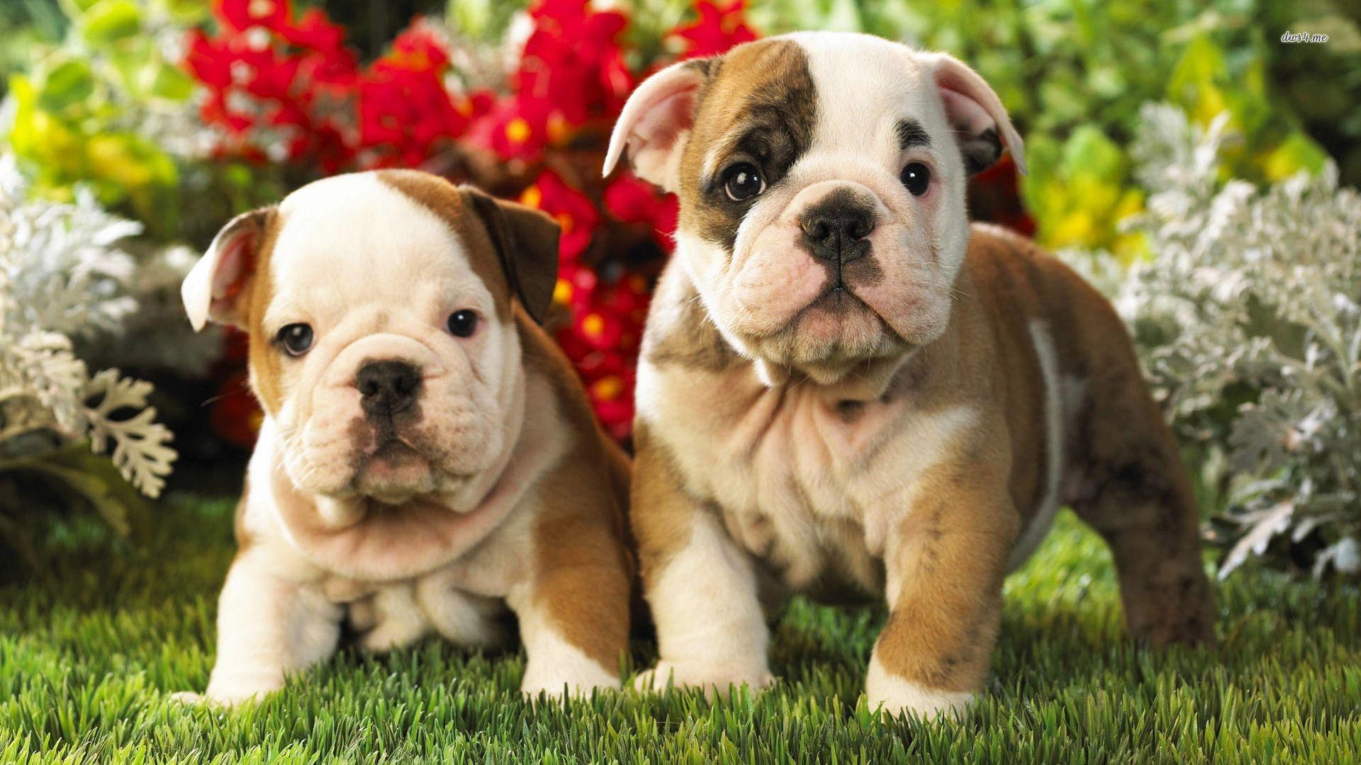 Collection of Puppy Wallpapers on HDWallpapers