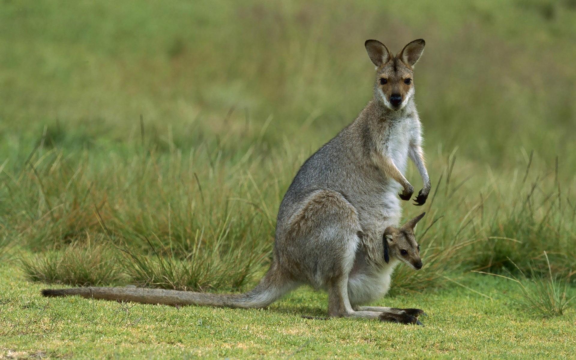 Shallow focus photography of gray Wallaroo HD wallpapers