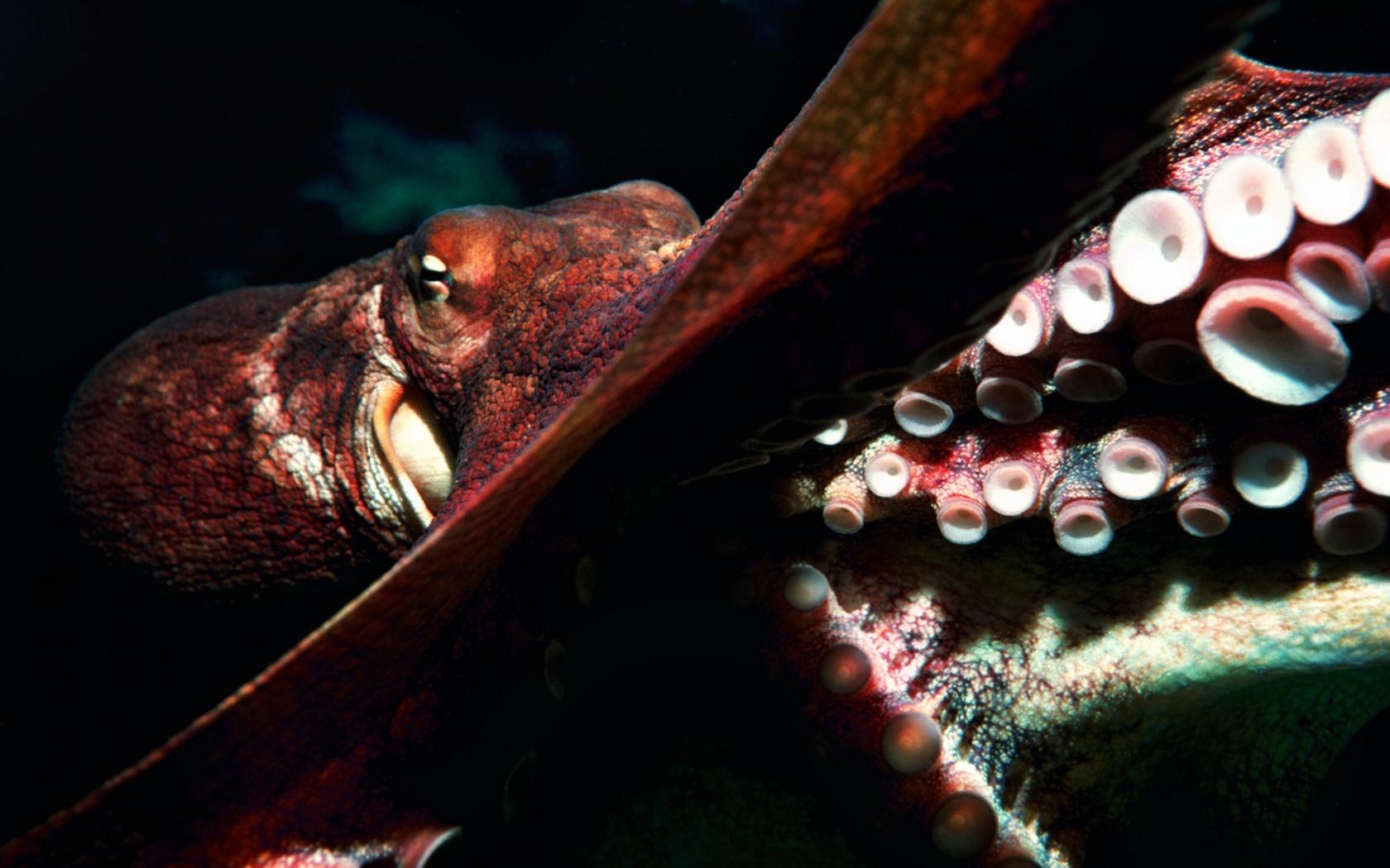 mild blogs: octopus wallpapers