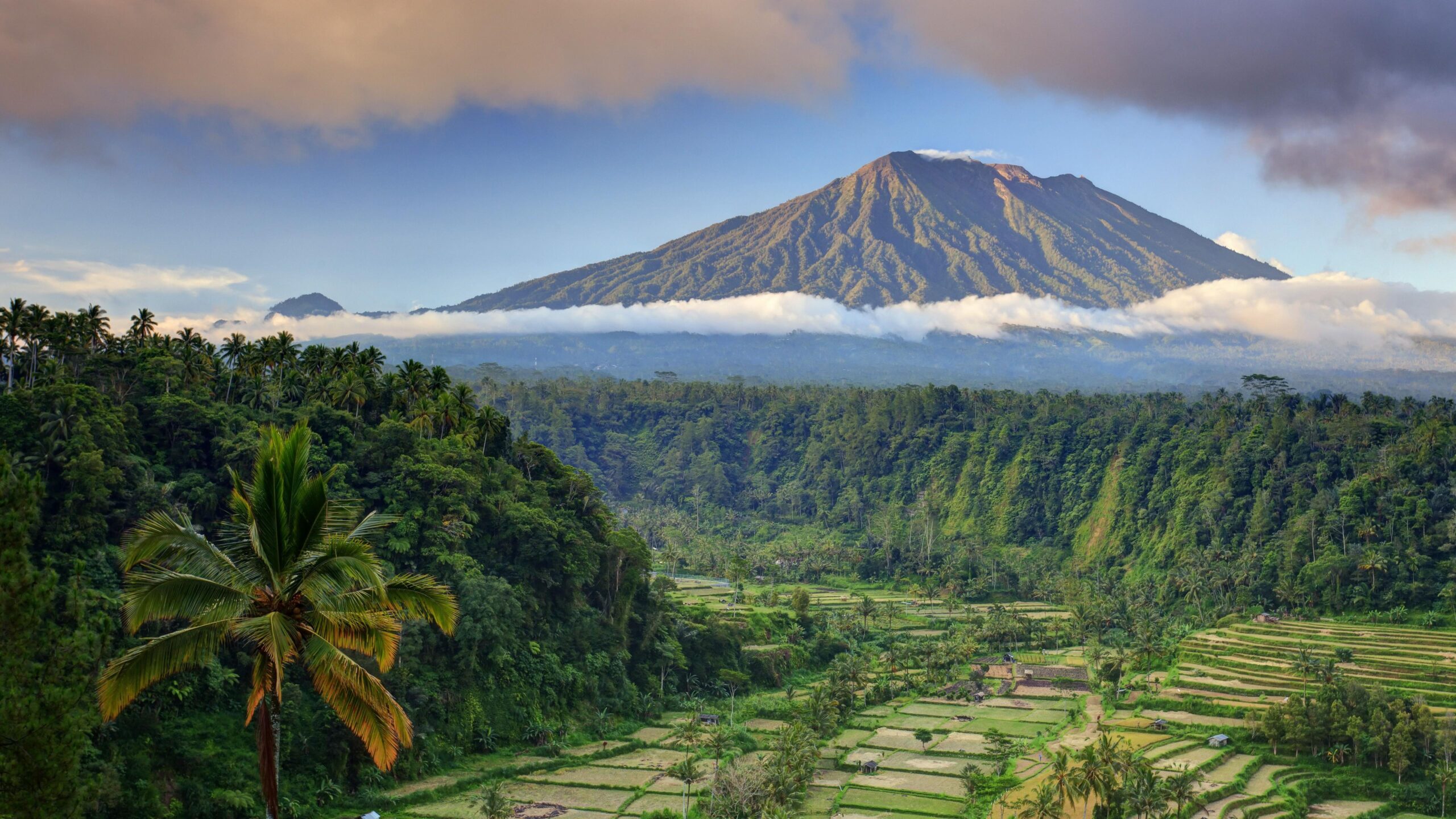 Wallpapers Bali, palms, trees, field, mountain, clouds, 5k, Nature