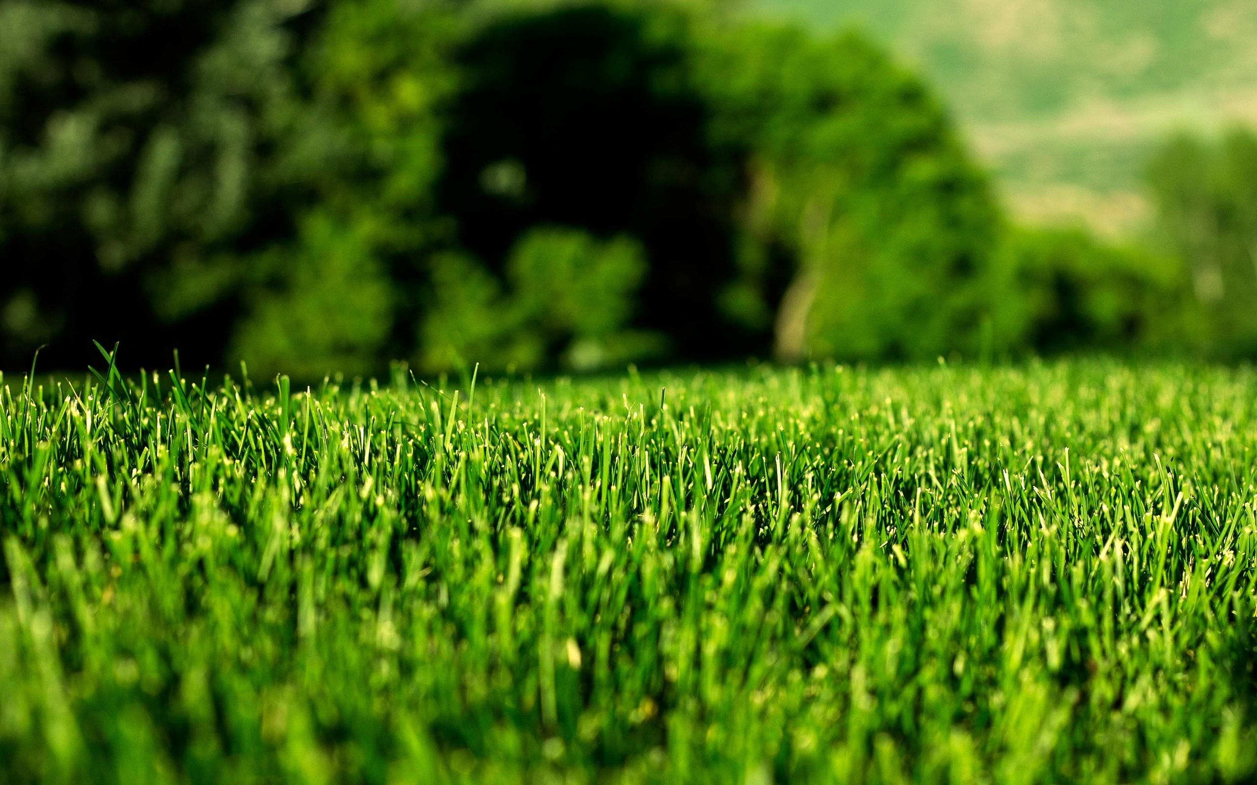 Grass Wallpapers 30