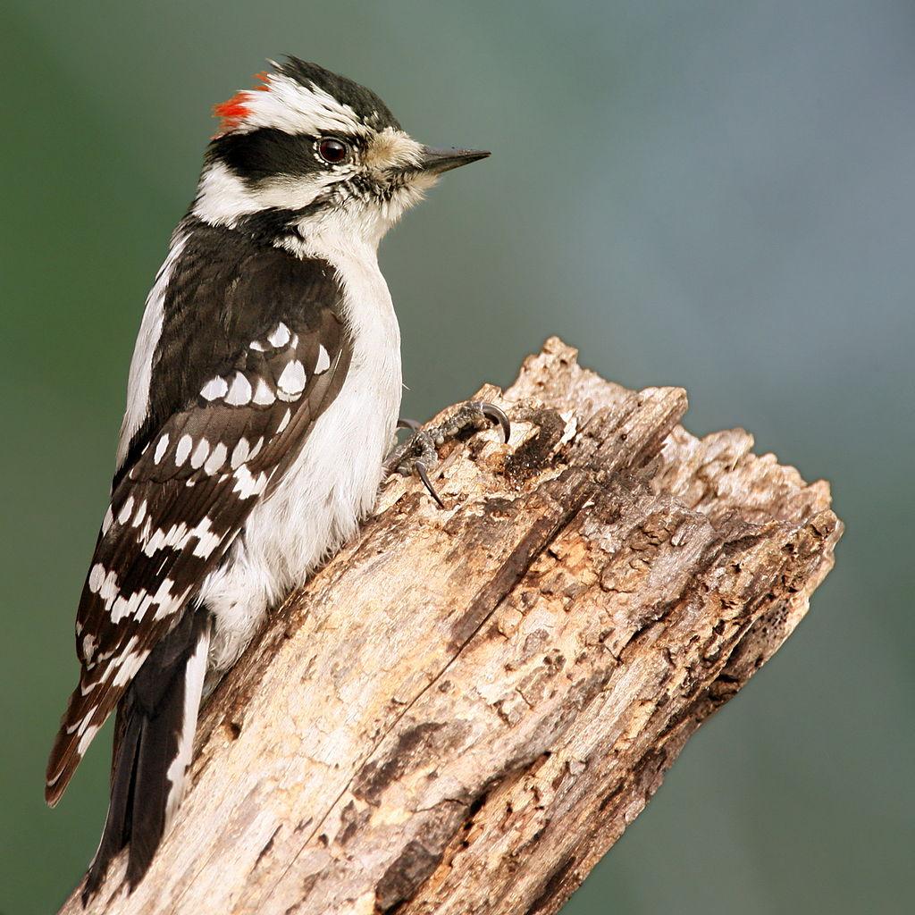 Woodpecker Wallpapers 20